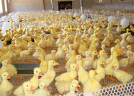 مقاومت در برابر پوشیدن مرغ های پلاستیکی پلاستیکی برای تغذیه اردک مرغ و محافظت از حیوانات